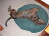 Arlo the Plott Hound
