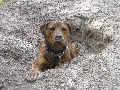 Arlo the Plott Hound
