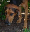Arrow the Hound