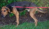 Arrow the Hound