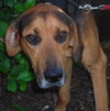 Arrow the Hound