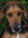 Arrow the Hound