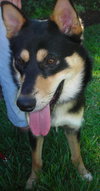 Lester Bear the Shepherd