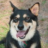 Lester Bear the Shepherd
