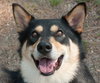 Lester Bear the Shepherd