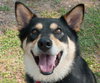 Lester Bear the Shepherd