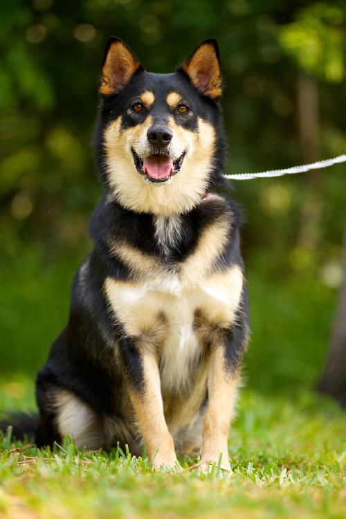 Lester Bear the Shepherd