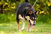 Lester Bear the Shepherd