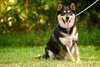 Lester Bear the Shepherd