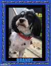 Brandy A Little Deaf Boy