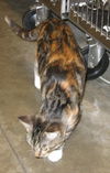Zina the Kitten