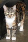 Zina the Kitten
