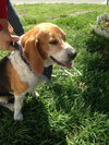 Copper-Old boy, young heart!