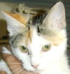 Vivi the Calico Kitten