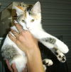 Vivi the Calico Kitten