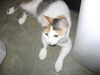 Vivi the Calico Kitten