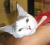 Nemo the Kitten