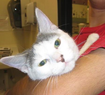 Nemo the Kitten