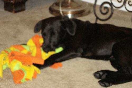 Sebring the Lab Puppy