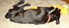Sebring the Lab Puppy