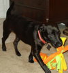 Sebring the Lab Puppy