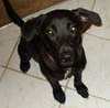 Sebring the Lab Puppy