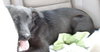 Sebring the Lab Puppy