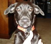 Sebring the Lab Puppy