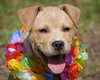 Button - A Golden Lab Puppy