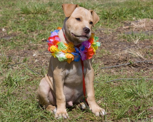 Button - A Golden Lab Puppy