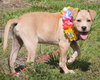Button - A Golden Lab Puppy