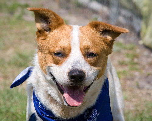 Tucker- The herding dog