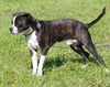 Bosco