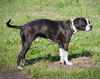 Bosco