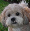 Hershey *A BONDED PAIR*