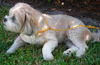 Hershey *A BONDED PAIR*