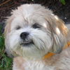 Hershey *A BONDED PAIR*