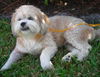 Hershey *A BONDED PAIR*