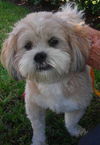 Hershey *A BONDED PAIR*