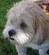 Hershey *A BONDED PAIR*