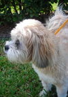 Hershey *A BONDED PAIR*