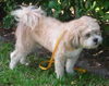 Hershey *A BONDED PAIR*