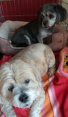 Hershey *A BONDED PAIR*