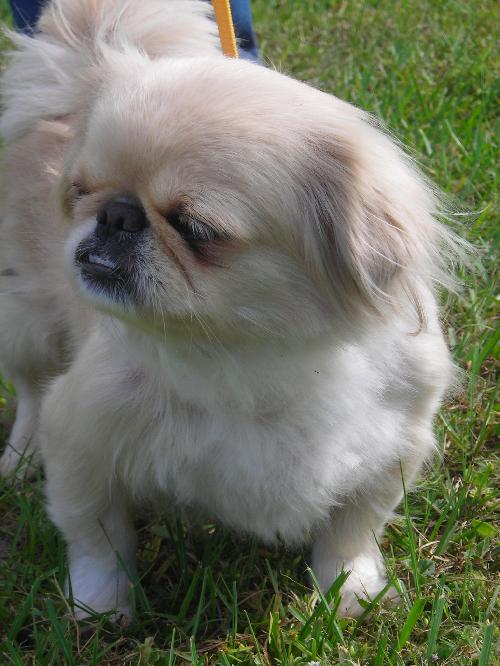 Phyllis Diller the Pekingnese