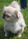 Phyllis Diller the Pekingnese