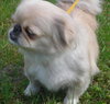 Phyllis Diller the Pekingnese