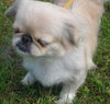 Phyllis Diller the Pekingnese