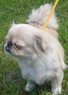 Phyllis Diller the Pekingnese