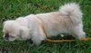 Phyllis Diller the Pekingnese