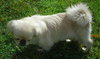 Phyllis Diller the Pekingnese